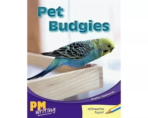 Pet Budgies