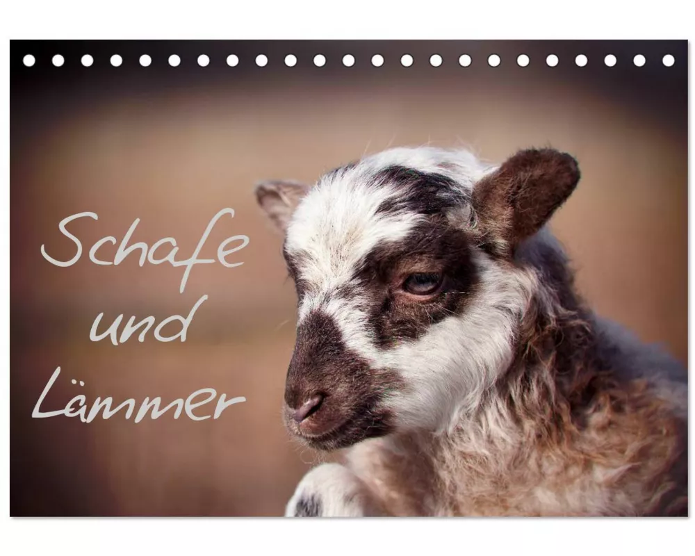 Schafe und Lämmer (Tischkalender 2026 DIN A5 quer), CALVENDO Monatskalender