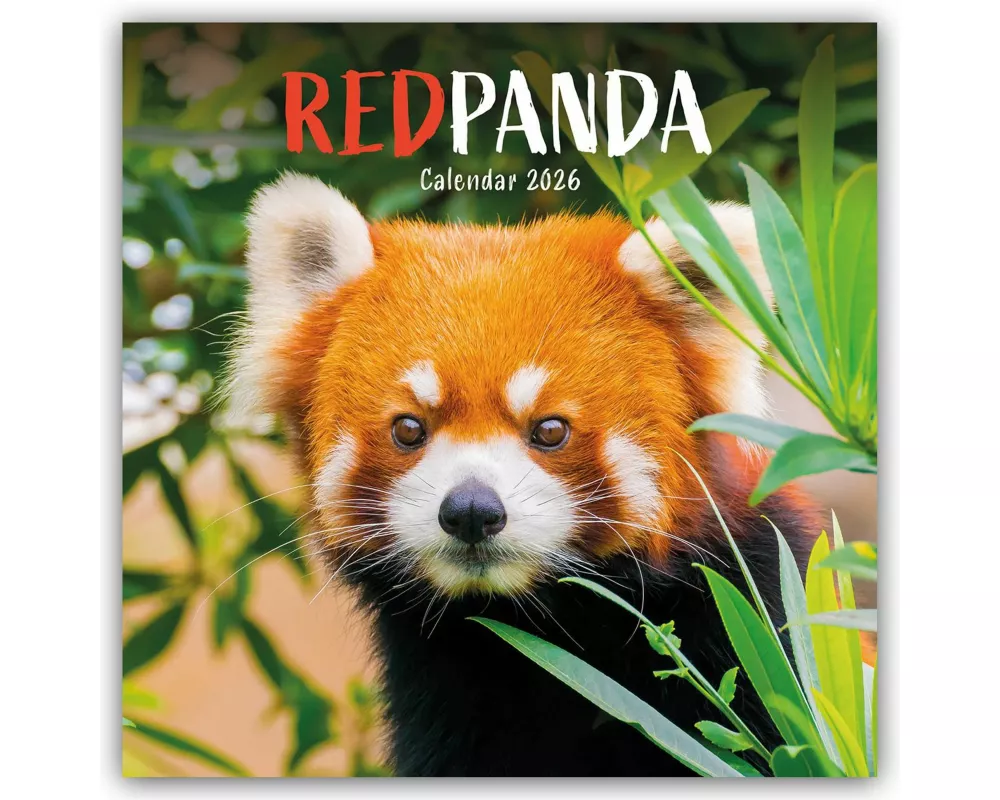 Red Panda - Rote Pandas - Rote Pandabären 2026 - Wand-Kalender