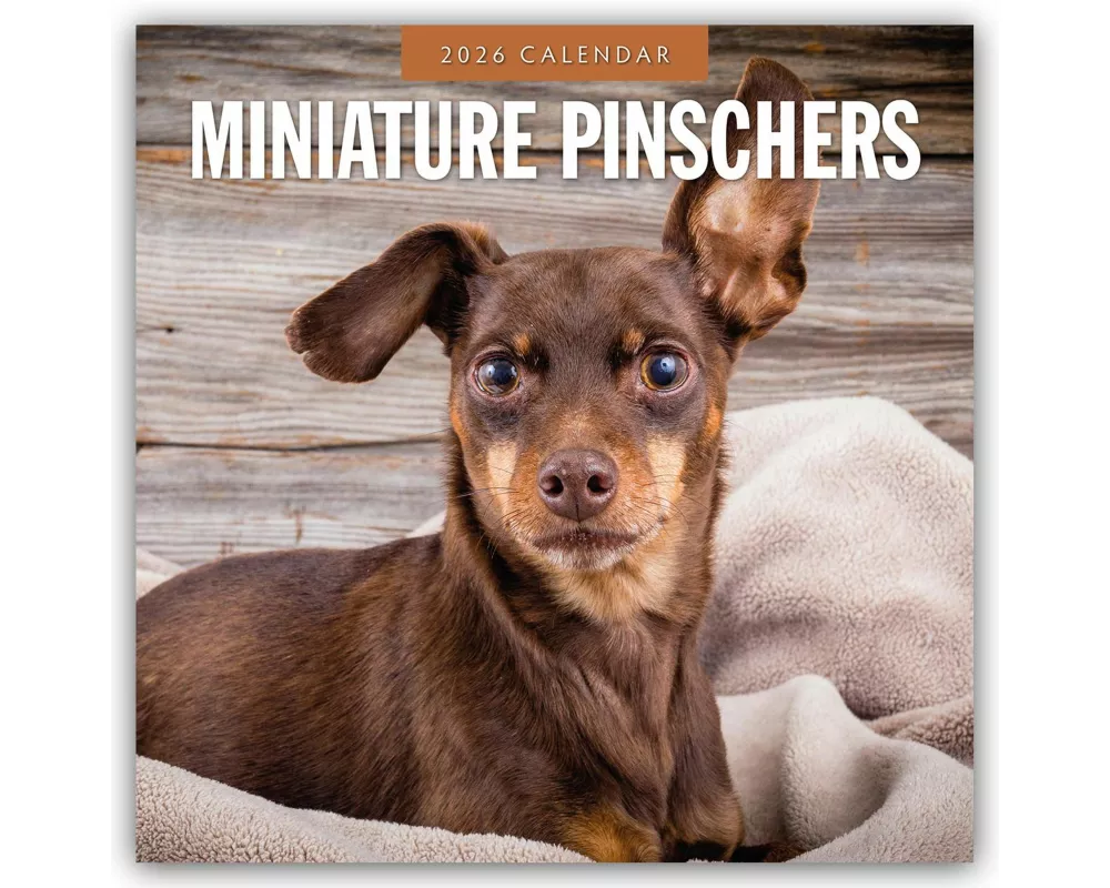 Miniature Pinschers 2026 Square Wall Calendar