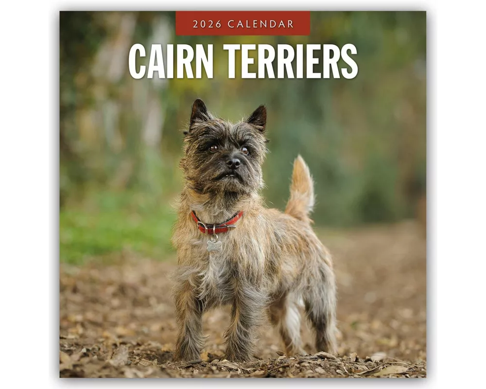 Cairn Terriers 2026 Square Wall Calendar