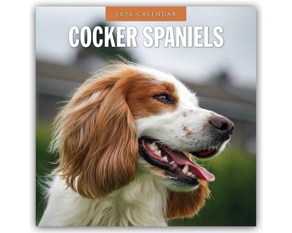 Cocker Spaniels 2026 Square Wall Calendar