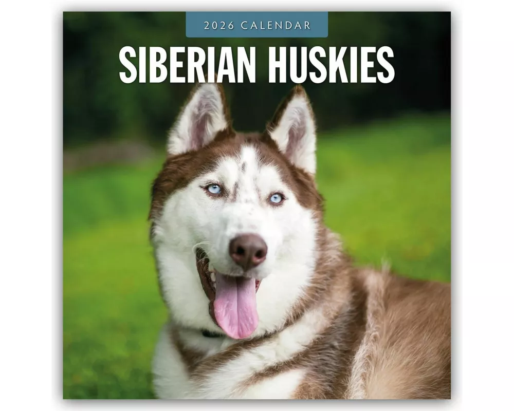 Siberian Huskies 2026 Square Wall Calendar