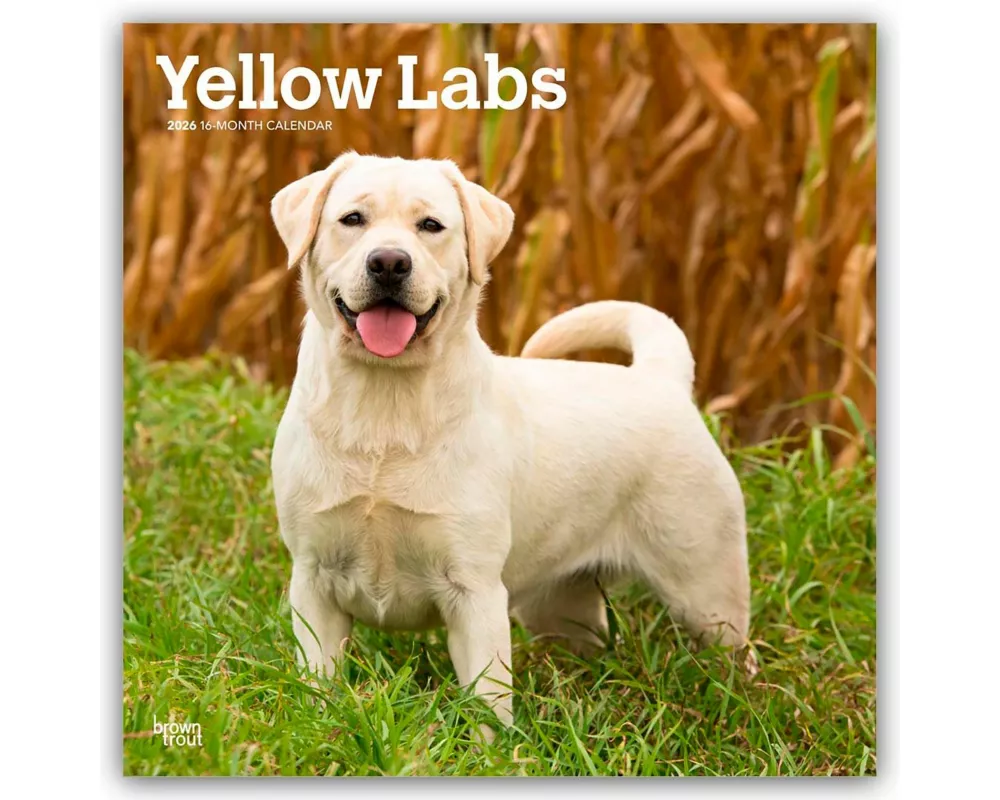 Yellow Labrador Retriever - Gelber Labrador Retriever 2026 - 16-Monatskalender