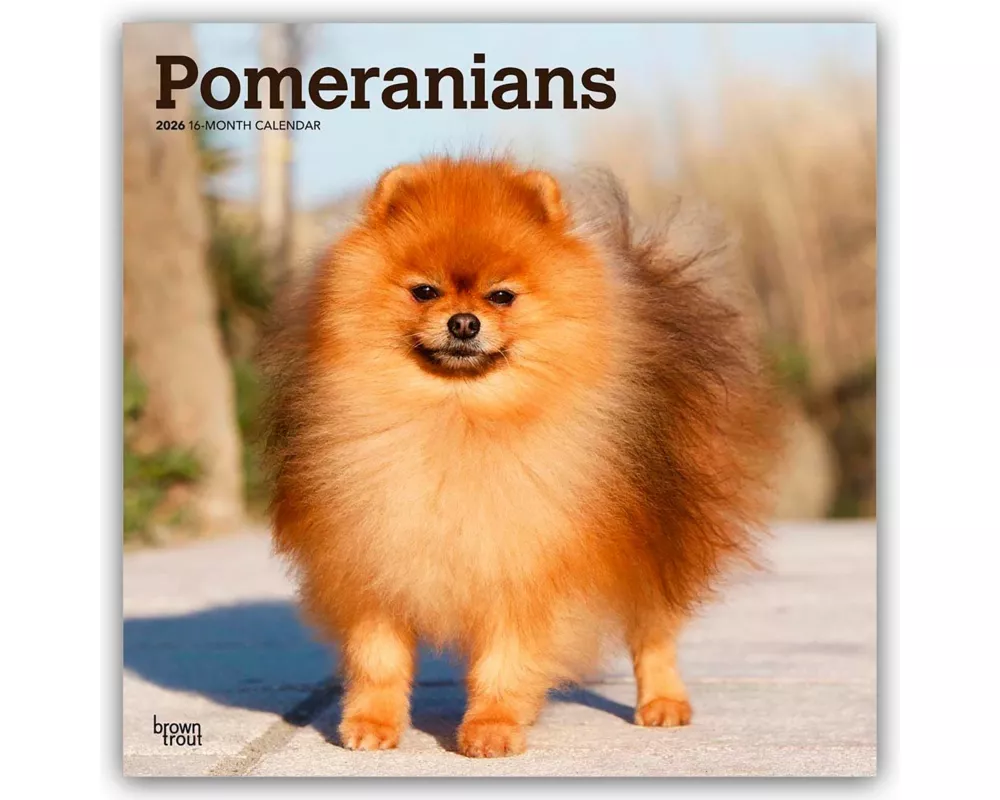 Pomeranians - Spitz 2026 - 16-Monatskalender
