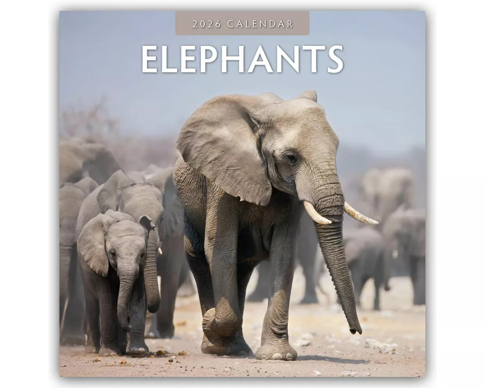 Elephants 2026 Square Wall Calendar