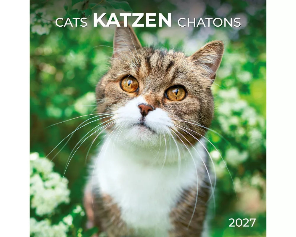 Katzen / Cats 2027