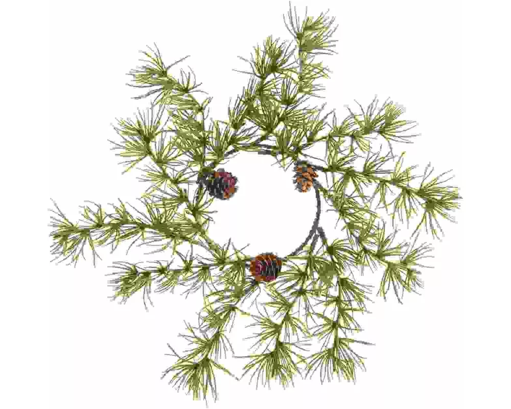 Lärchenkranz mit Zapfen Ø 30cm