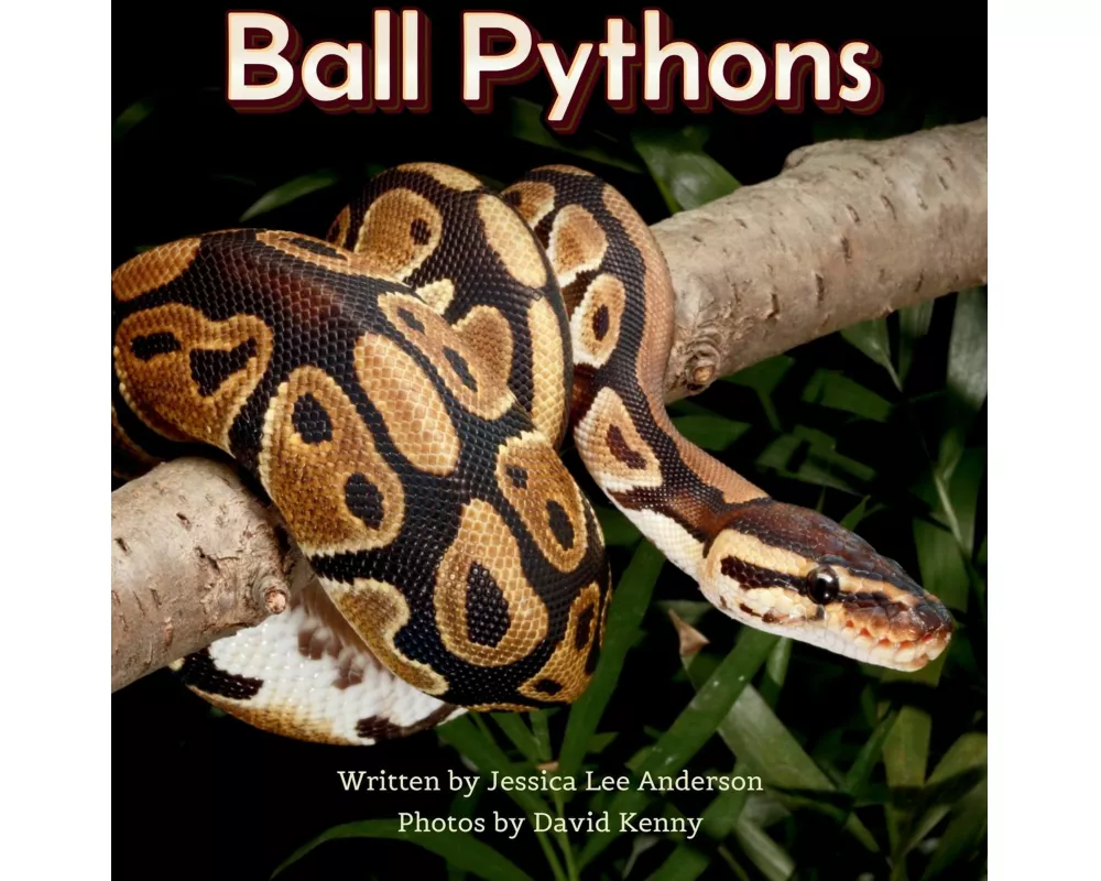 Ball Pythons