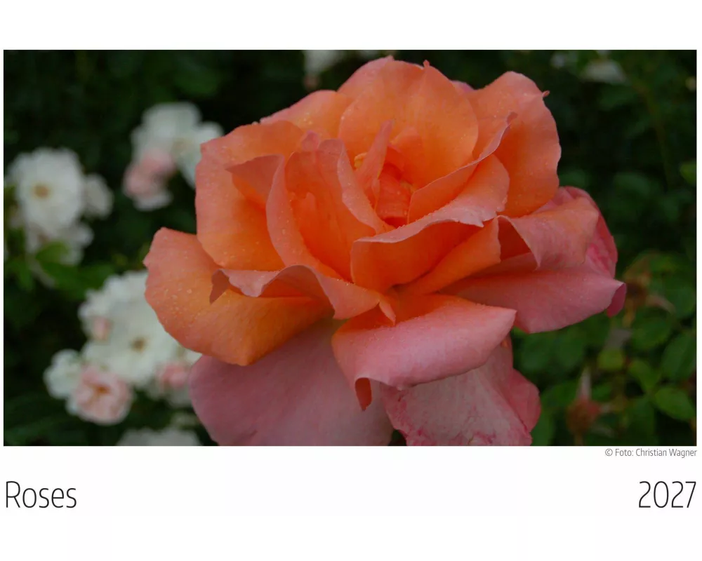 Roses Kalender 2027