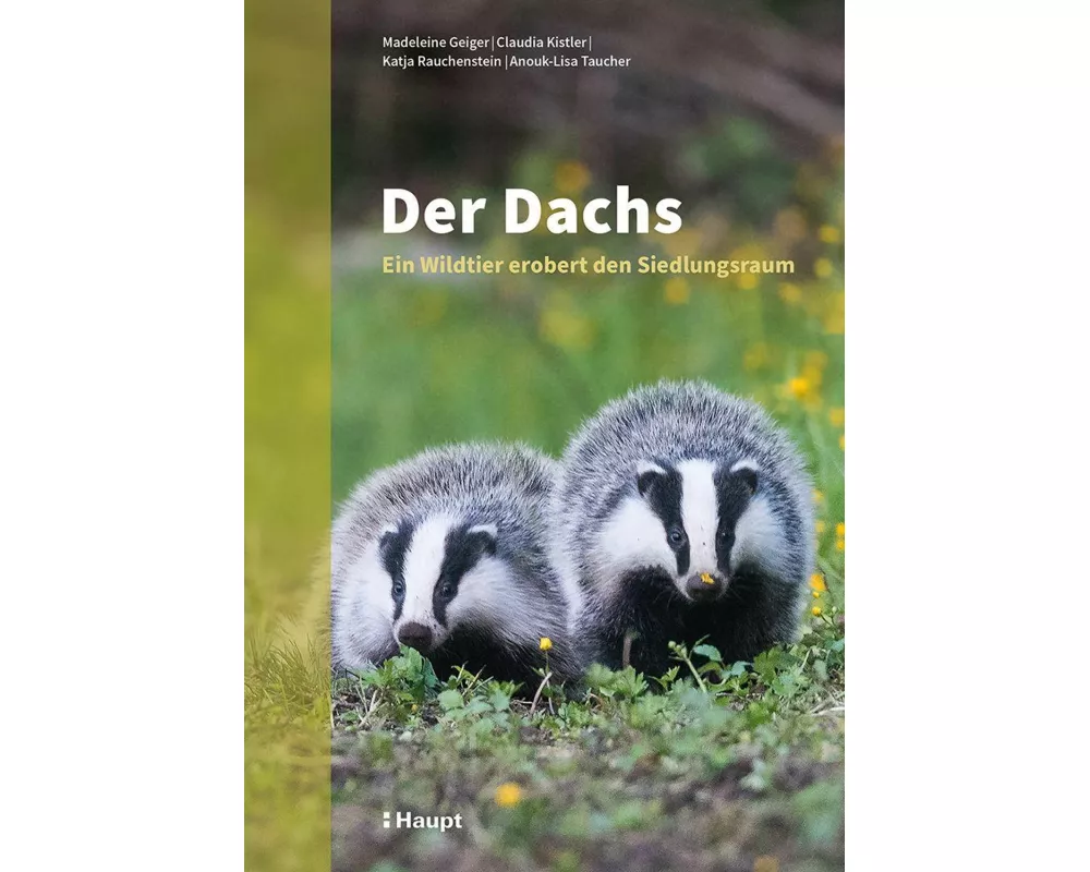 Der Dachs