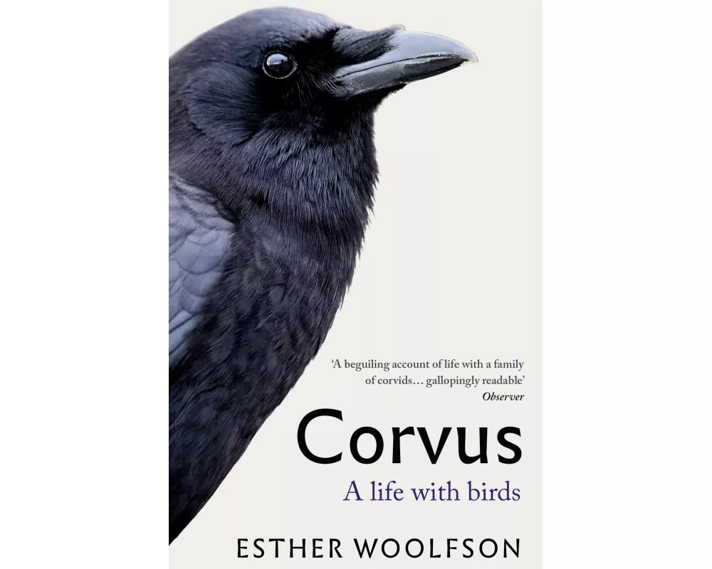 Corvus