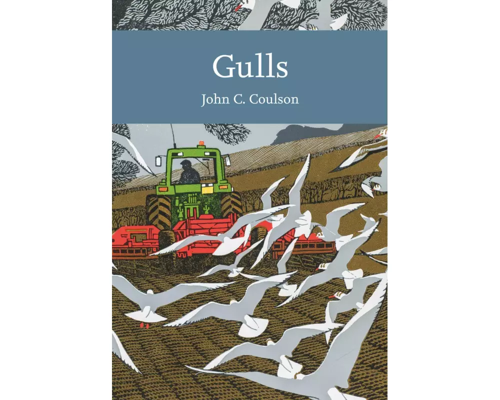 Gulls