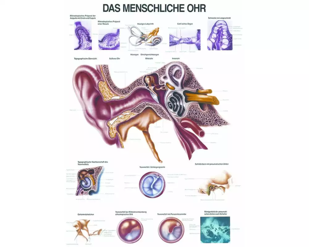 Rüdiger Anatomische Lehrtafel Das menschliche Ohr