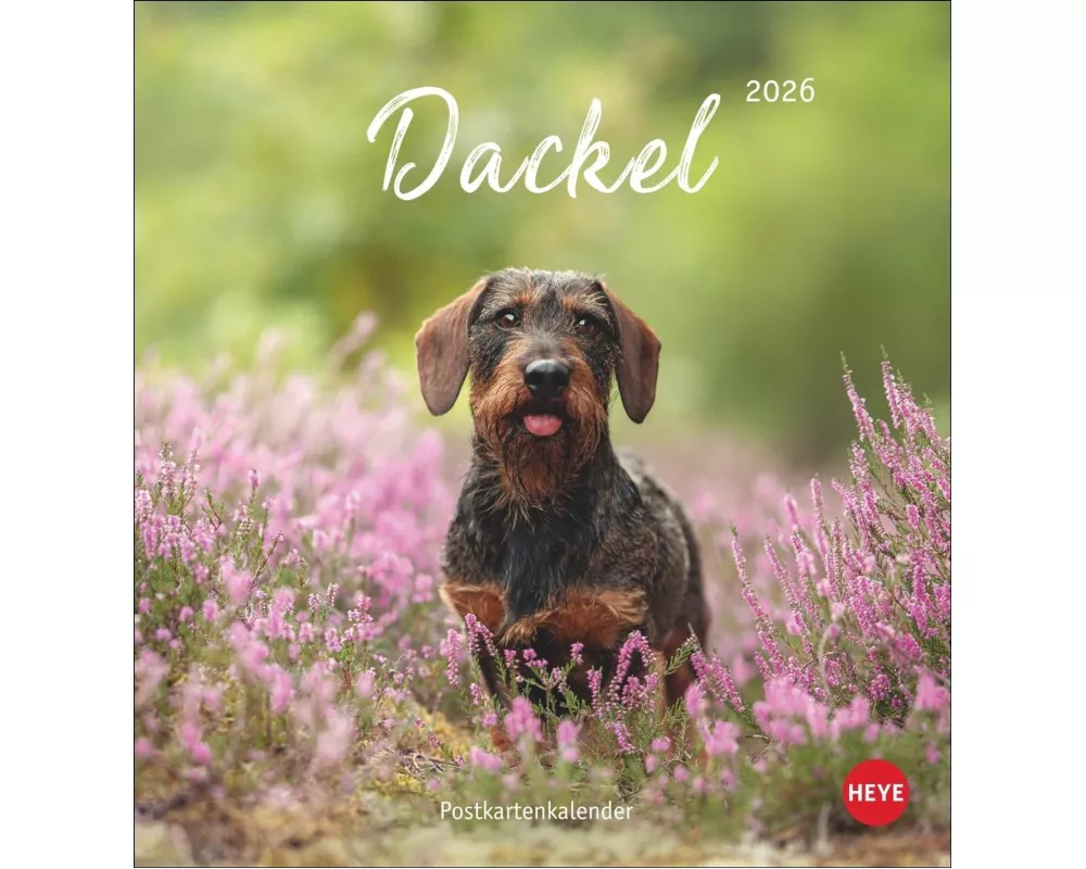 Dackel Postkartenkalender 2026
