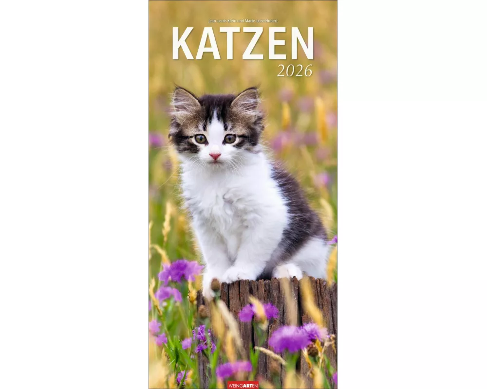 Katzen Kalender 2026