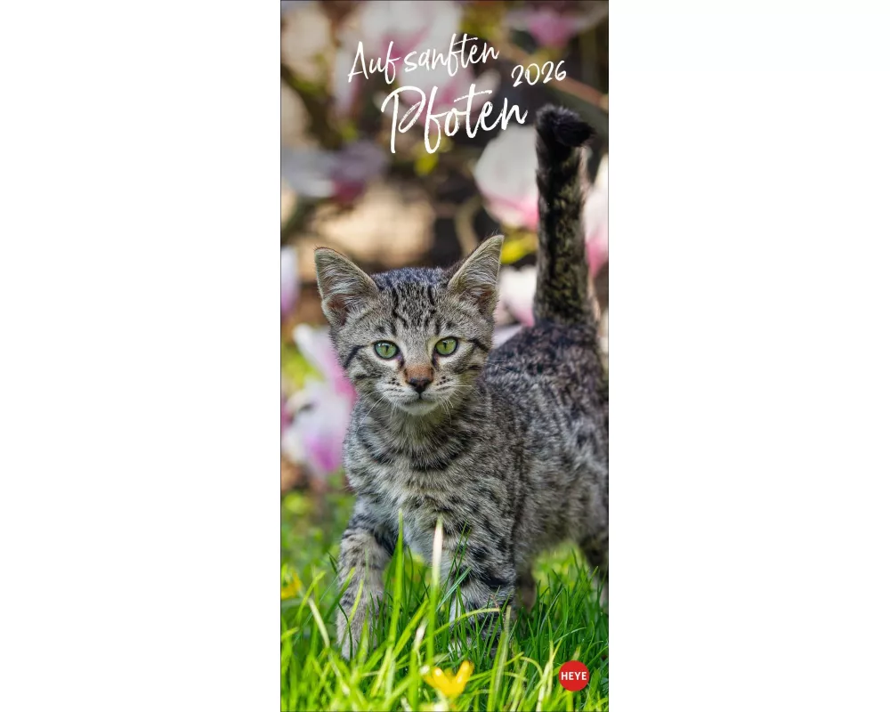 Katzen slim - Auf sanften Pfoten Kalender 2026