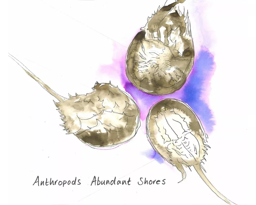 Abundant Shores