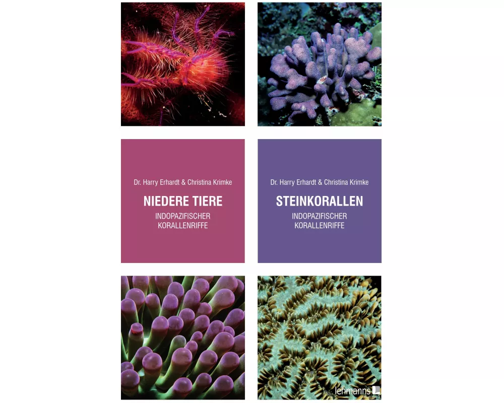 Steinkorallen/Niedere Tiere indopazifischer Korallenriffe