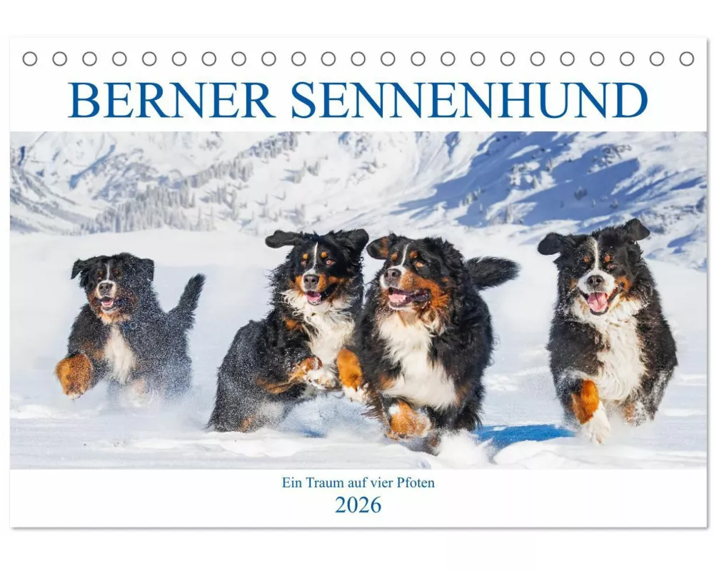Berner Sennenhund - Ein Traum auf vier Pfoten (Tischkalender 2026 DIN A5 quer), CALVENDO Monatskalender