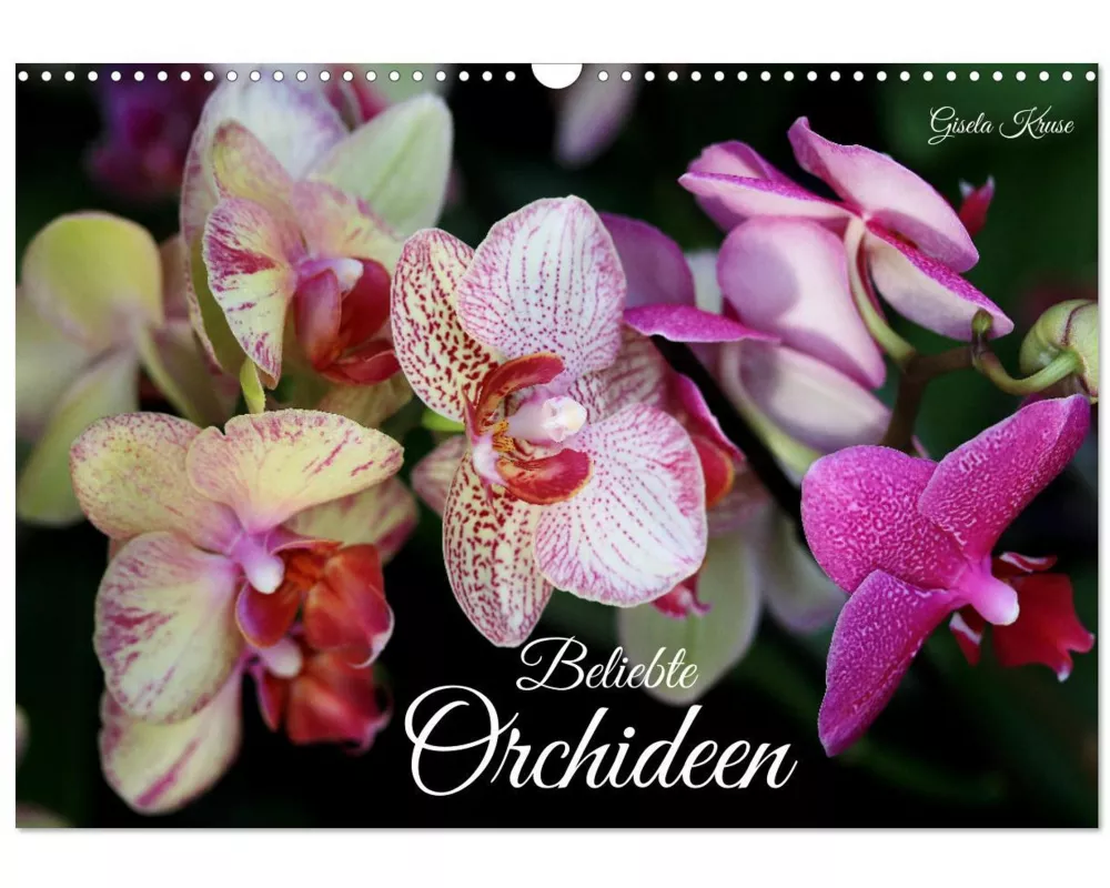 Beliebte Orchideen (Wandkalender 2026 DIN A3 quer), CALVENDO Monatskalender