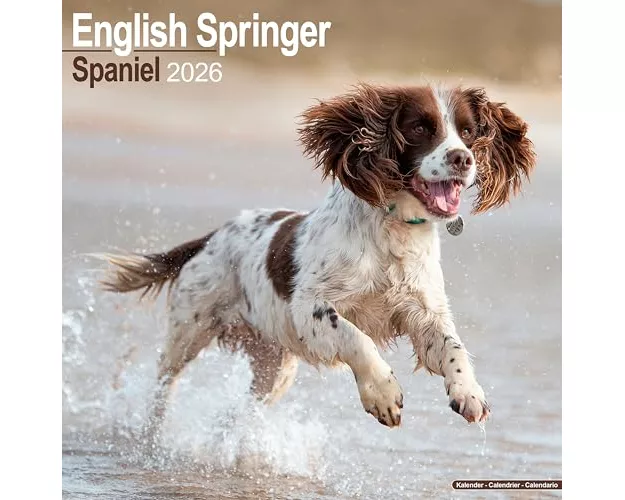 English Springer Spaniel (Euro) Calendar 2026 Square Dog Breed Wall Calendar - 16 Month