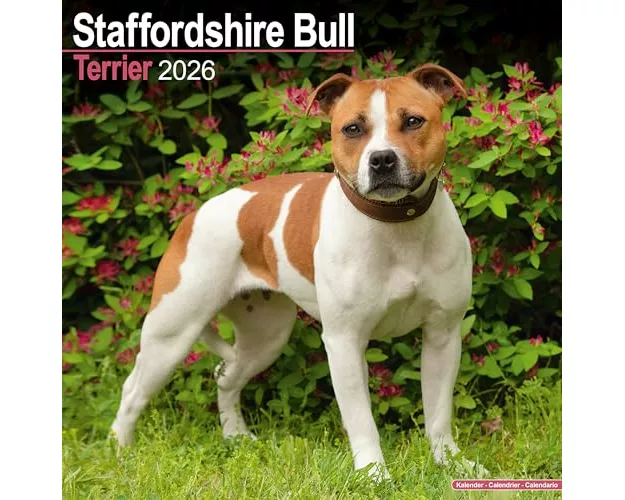 Staffordshire Bull Terrier Calendar 2026 Square Dog Breed Wall Calendar - 16 Month