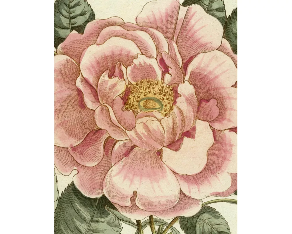 John Derian Picture Book II