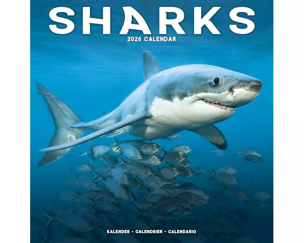 Sharks Calendar 2026 Square Animal Wall Calendar - 16 Month