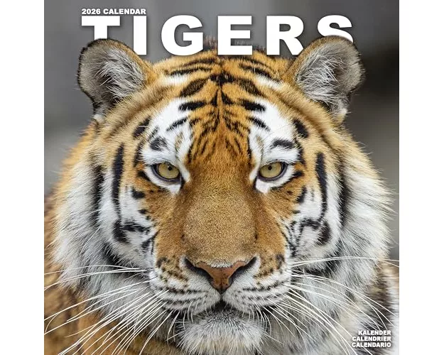 Tigers Calendar 2026 Square Wildlife Safari Big Cats Wall Calendar - 16 Month