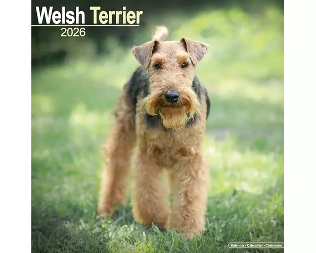 Welsh Terrier Calendar 2026 Square Dog Breed Wall Calendar - 16 Month