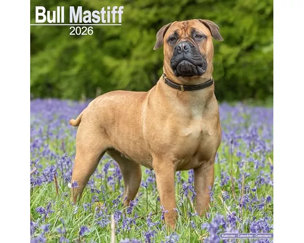 Bull Mastiff Calendar 2026 Square Dog Breed Wall Calendar - 16 Month