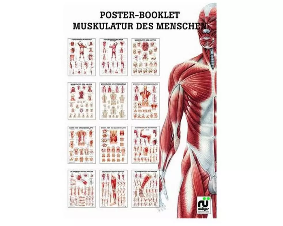 Rüdiger Poster-Booklet Muskulatur des Menschen 24 x 34 cm