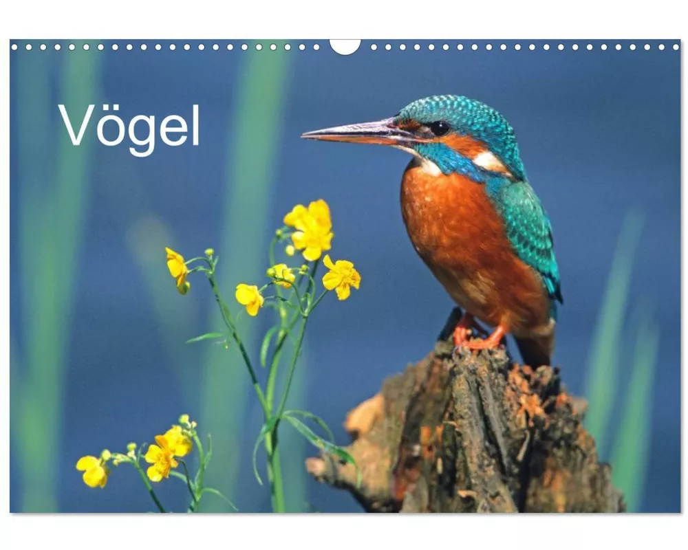 Vögel (Wandkalender 2026 DIN A3 quer), CALVENDO Monatskalender