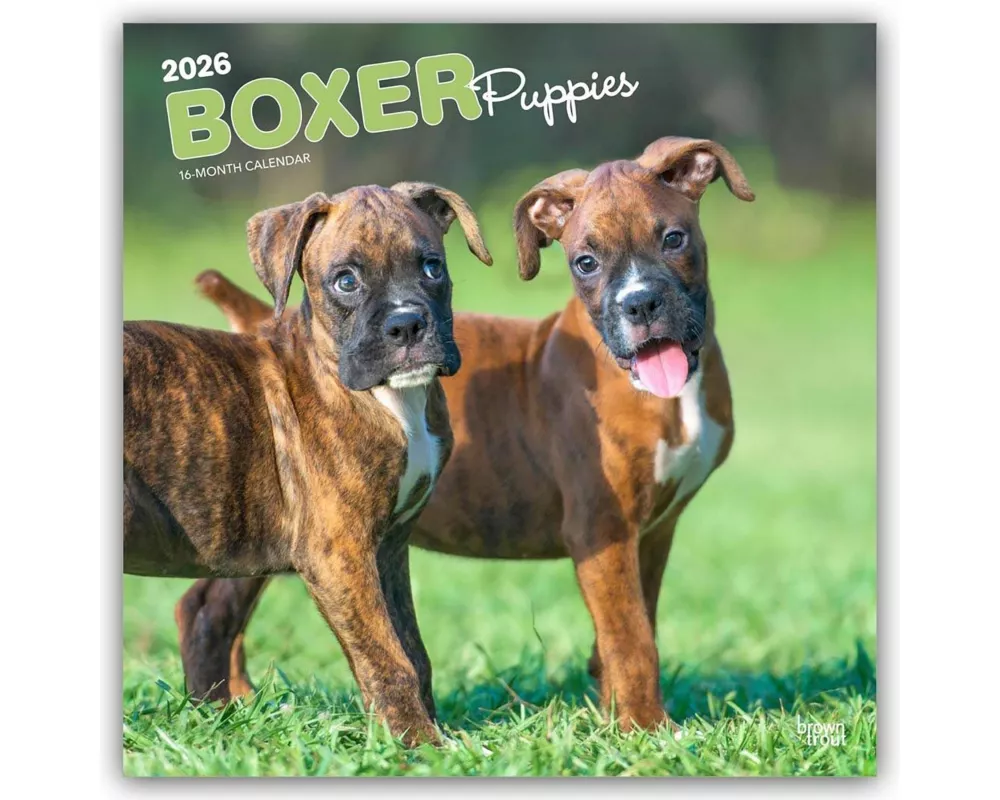 Boxer Puppies 2026 12 X 24 Inch (Hanging) Monthly Square Wall Calendar Plastic-Free