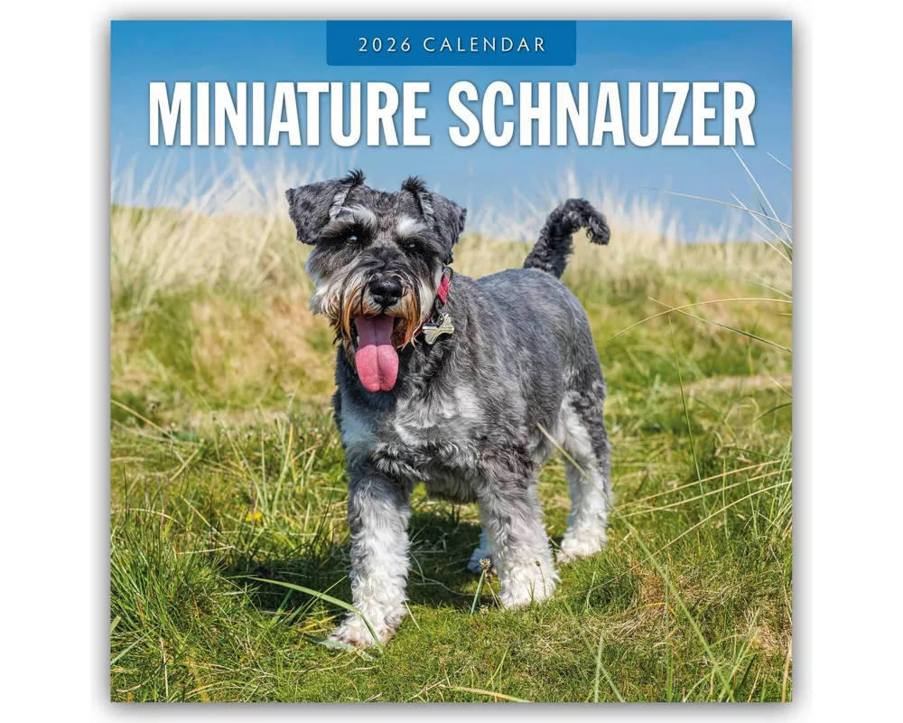 Miniature Schnauzer 2026 Square Wall Calendar