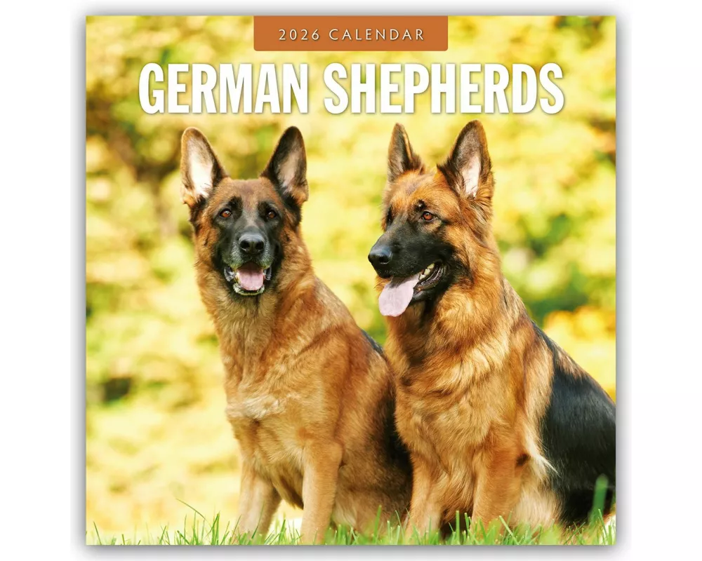 German Shepherds 2026 Square Wall Calendar