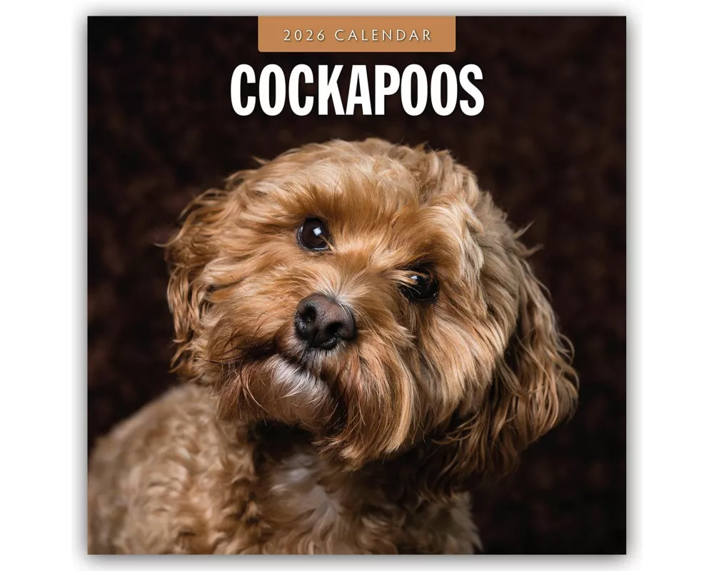 Cockapoos 2026 Square Wall Calendar