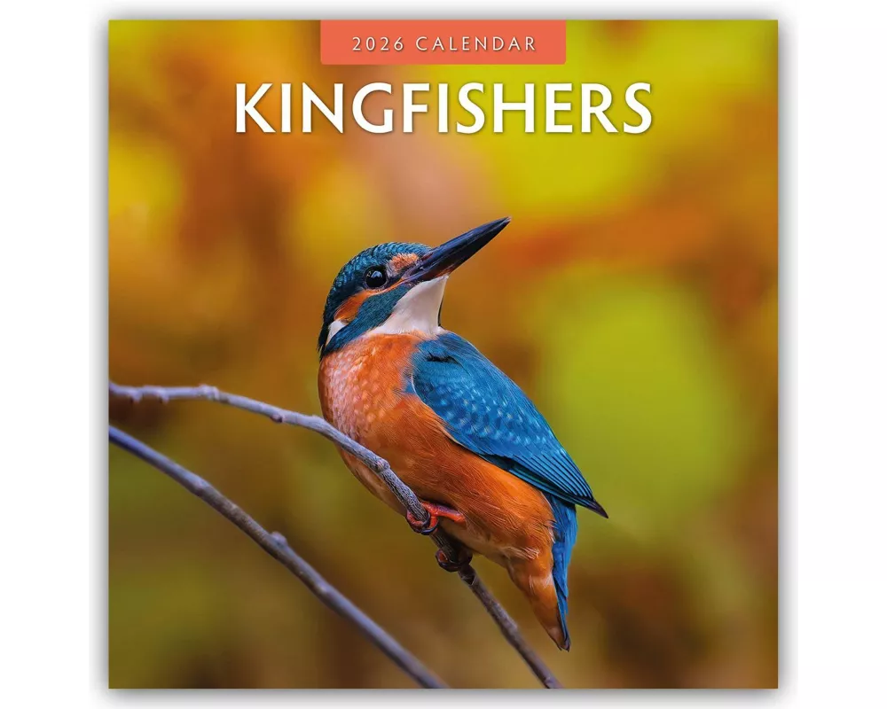 Kingfishers 2026 Square Wall Calendar