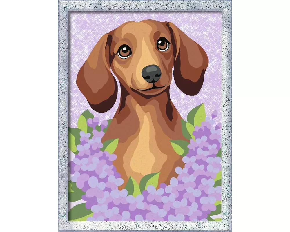 Dackel Lilac
