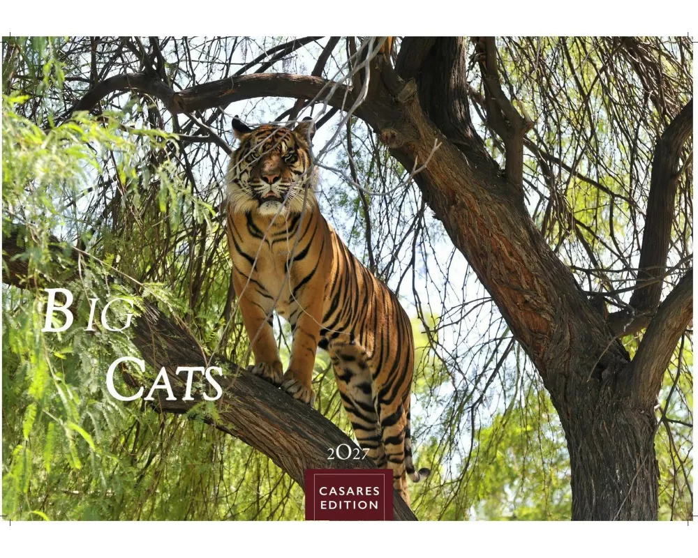 Big Cats Kalender 2027 - Wandkalender | Fotokalender Tierkalender 24x35cm - Wunderschöner Großkatzen-. mit beeindruckenden Fotos von Tiger| Löwen | Ja