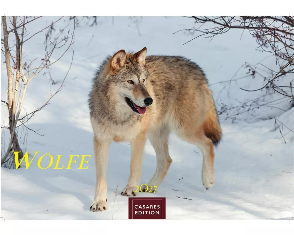 Wölfe Kalender 2027 - Wandkalender | Fotokalender Tierkalender 35x50cm Grosses Format - . mit faszinierenden Wolf-Motiven