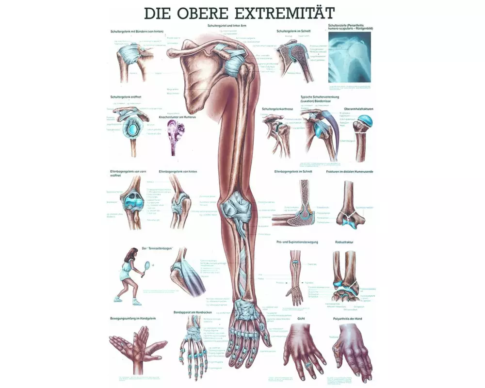 Rüdiger Anatomische Lehrtafel Die obere Extremität 70 x 100 cm