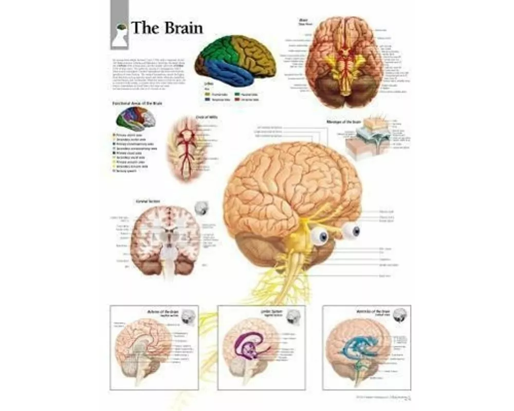 Brain Paper Poster