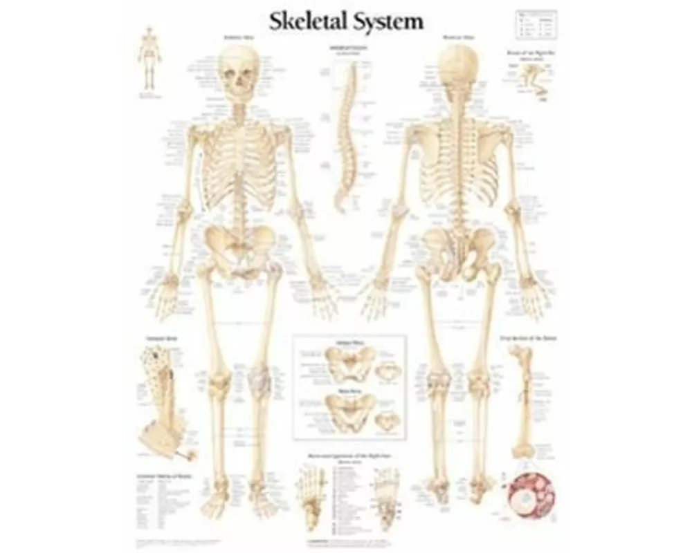 Skeletal System Laminated Poster