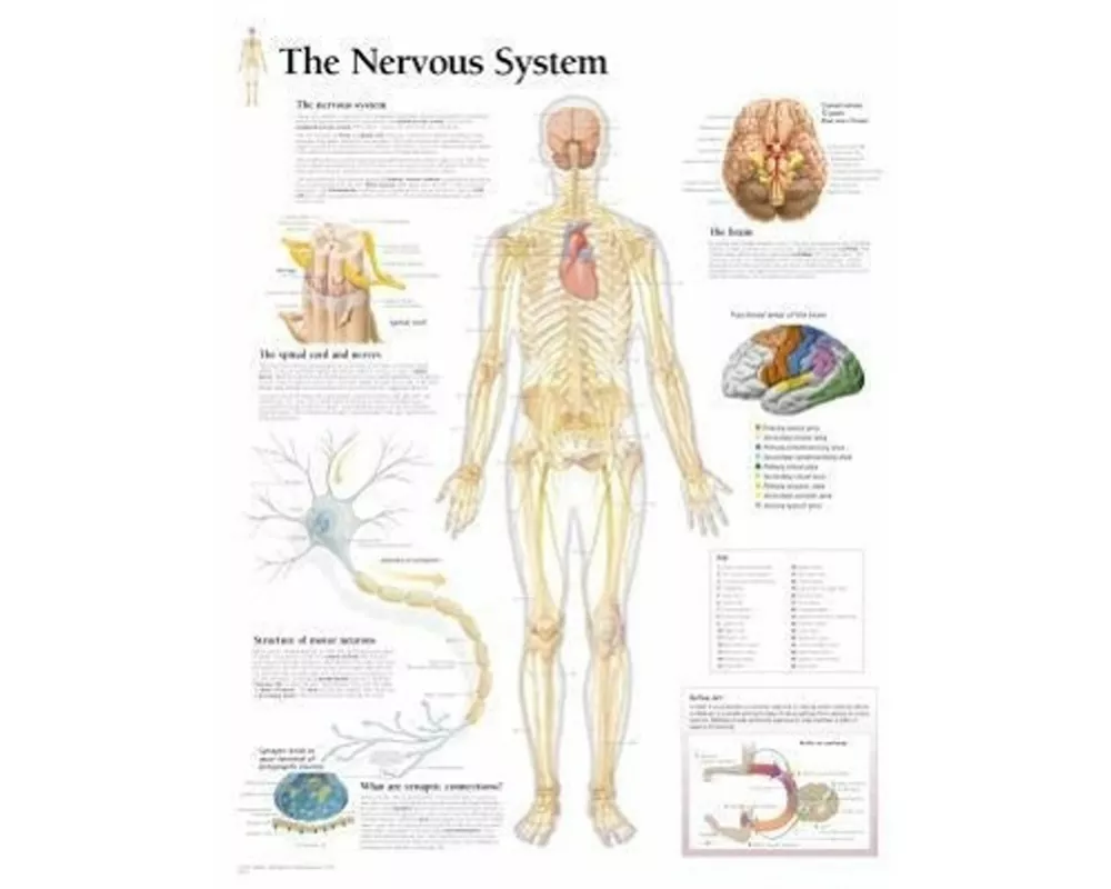 Nervous System Laminated Poster