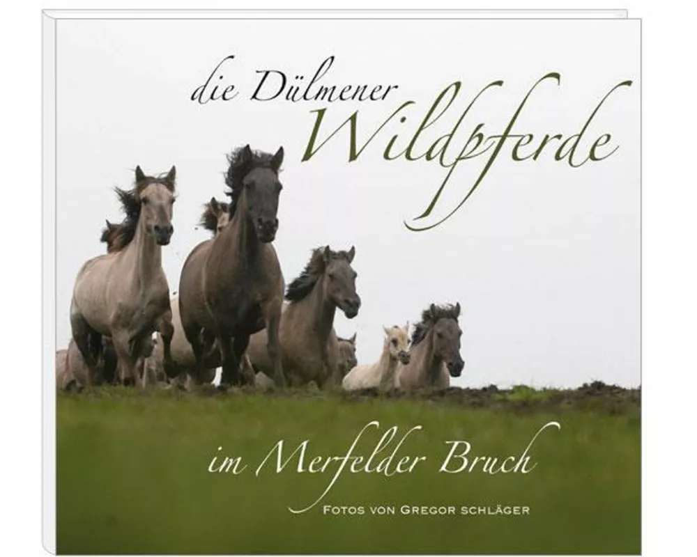 Die Dülmener Wildpferde in Merfelder Bruch