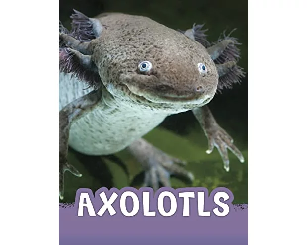 Axolotls