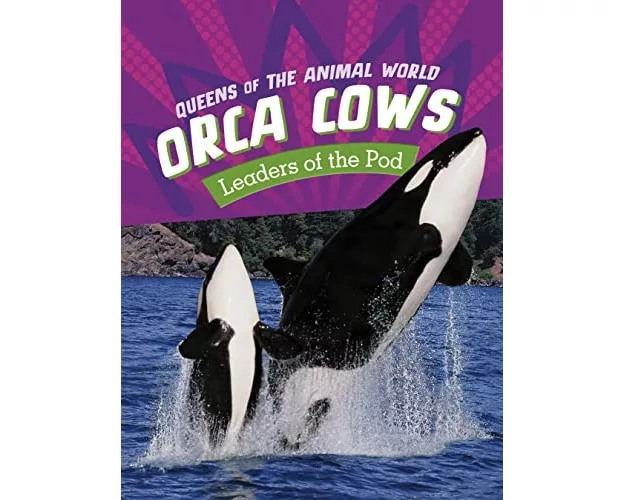 Orca Cows