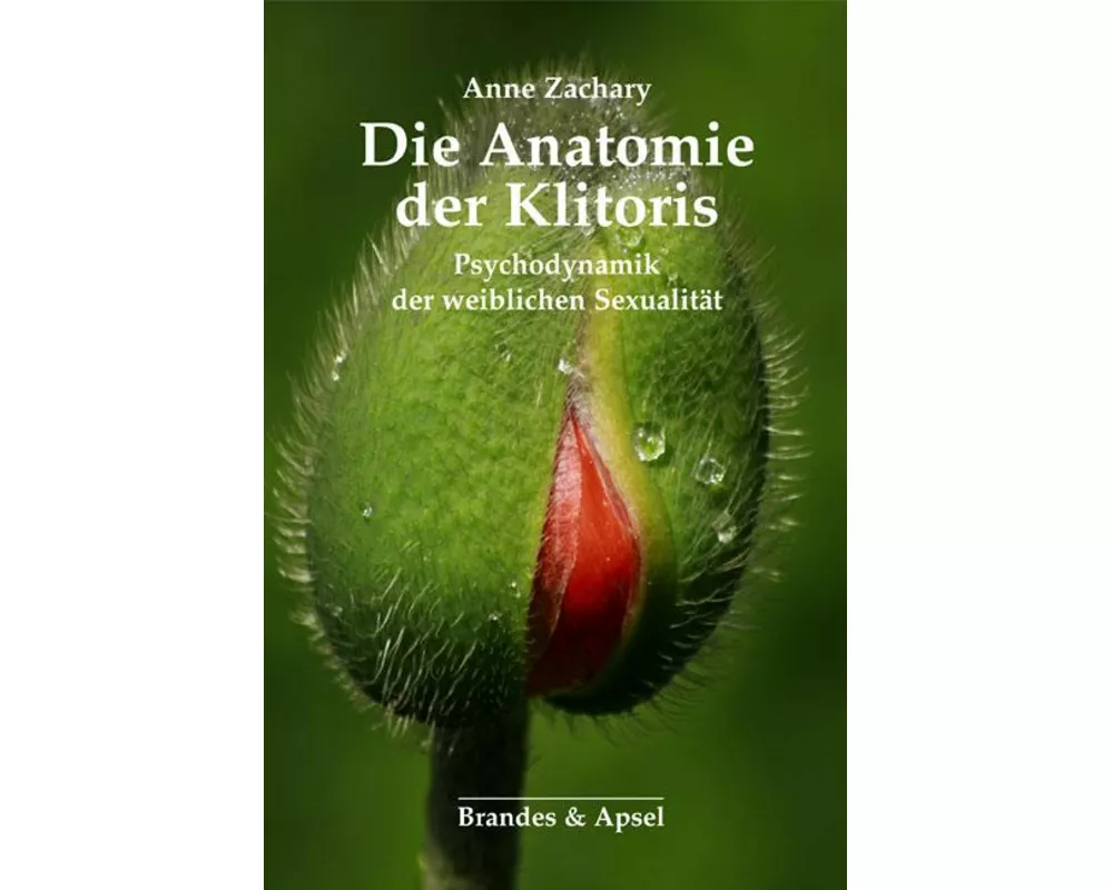 Die Anatomie der Klitoris